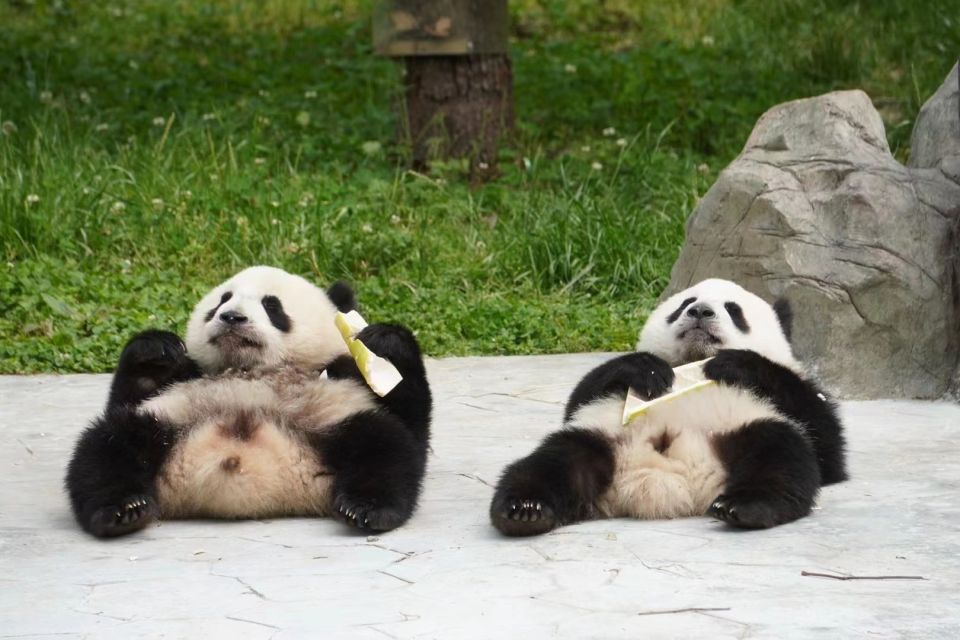 Chengdu: Private Panda Base Tour With 80 Pandas - Frequently Asked Questions