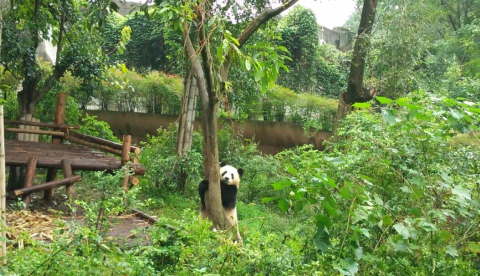 Chengdu Private Tour of Leshan Buddha and Panda Base - Frequently Asked Questions