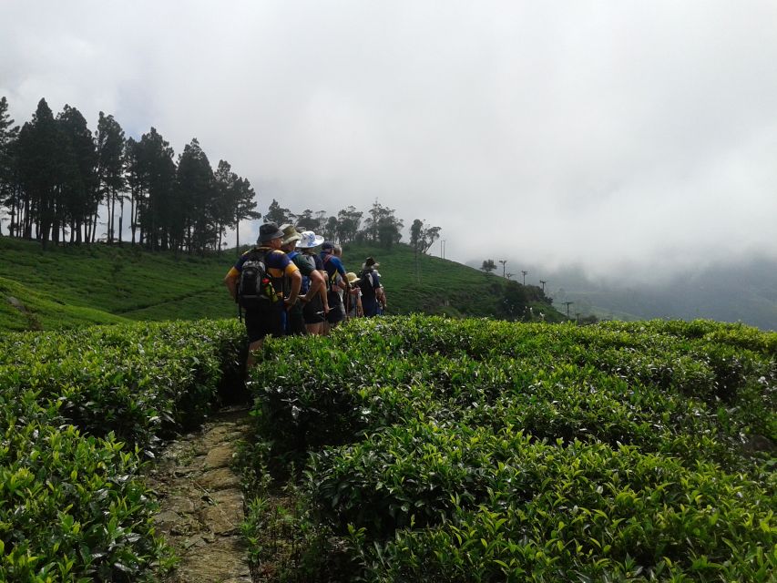 Ella: Trekking Through Sri Lankan Tea Plantation & Picnic - Frequently Asked Questions