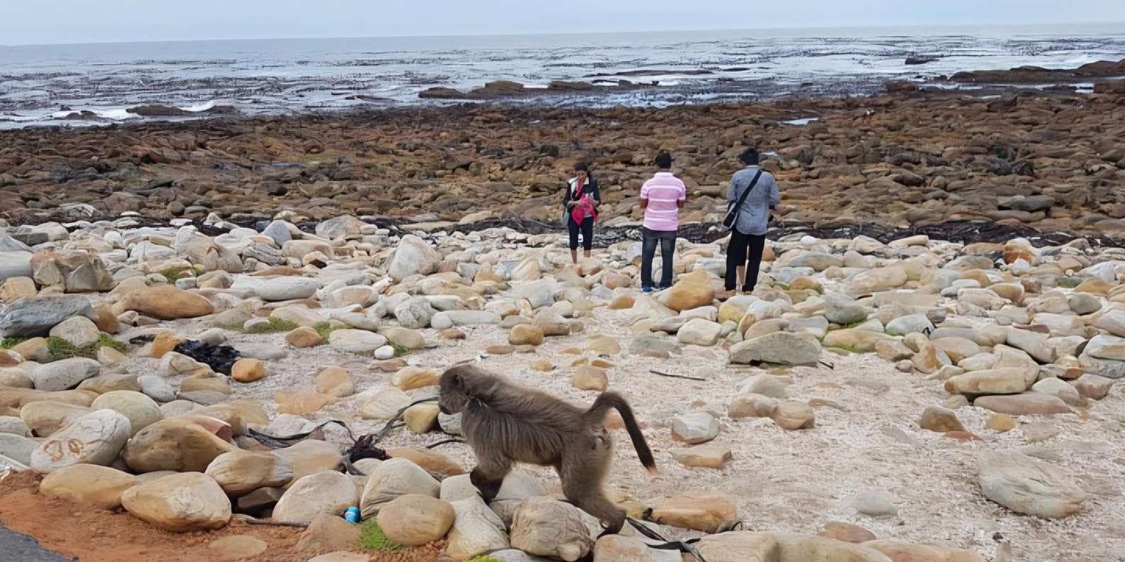 Explore: Cape of Good Hope and Penguins Full-Day Tour - The Sum Up