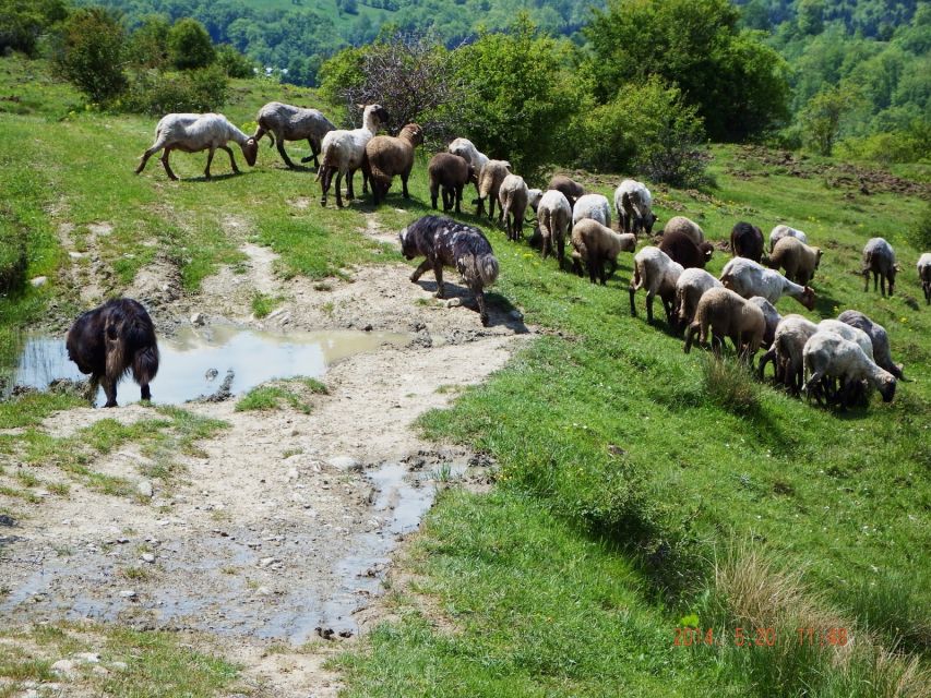 From Bucharest: Carpathian Villages and Sinaia Day Trip - Frequently Asked Questions