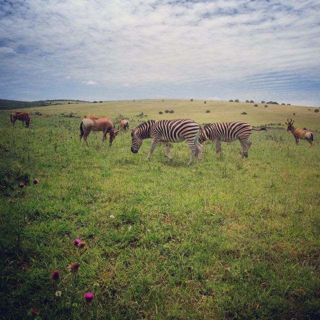 From Cape Town: 7 Day Garden Route, Addo and Winelands Combo - Frequently Asked Questions