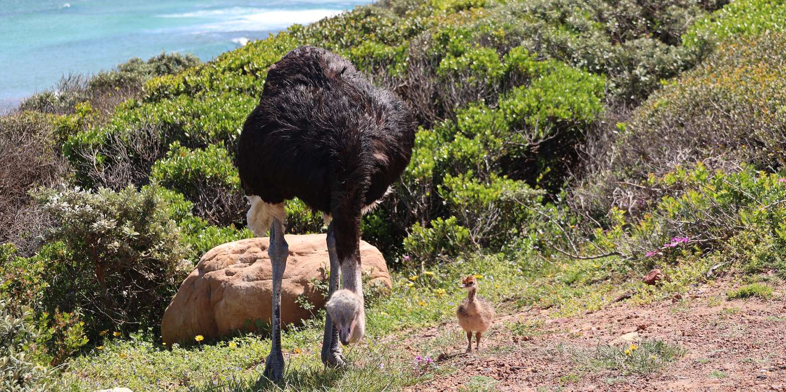 From Cape Town: Cape Point and Boulders Beach Half-Day Tour - The Sum Up