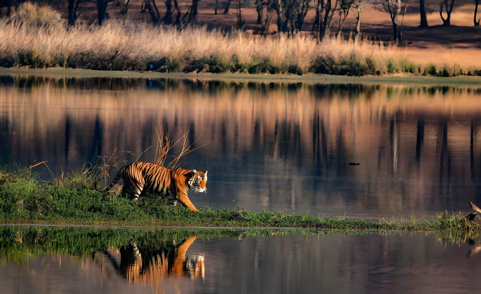 From Delhi: 2 Days 1 Night Ranthambore Tiger Safari Tour - Frequently Asked Questions