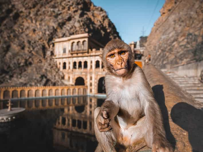 From Delhi: Monkey Temple and Jaipur City Guided Tour by Car - Frequently Asked Questions