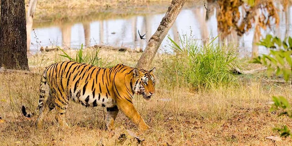 From Delhi: Tiger Safari and Golden Triangle Tour - The Sum Up