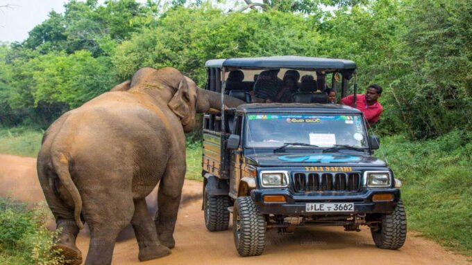 From Ella :- Yala National Park Thrilling Half-Day Safari - Frequently Asked Questions