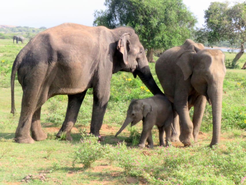 From Galle/Mirissa/Hikkaduwa- Udawalawe National Park Safari - Frequently Asked Questions