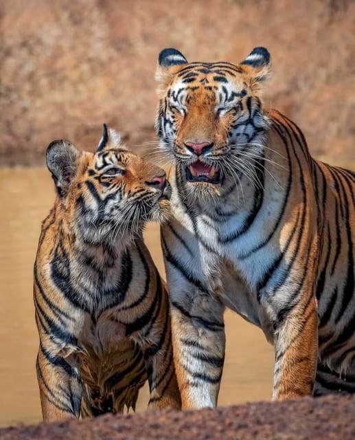 From Jaipur : 2 Days 1 Night Ranthambore Tiger Safari Tour - Frequently Asked Questions