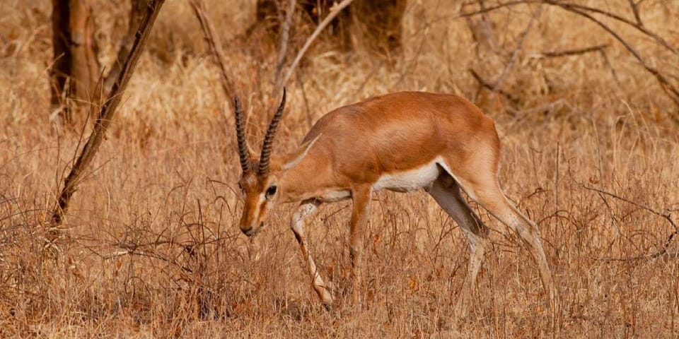 From Jaipur: Ranthambore Tiger National Park Tour (02 Days) - Frequently Asked Questions