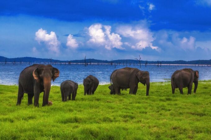 From Udawalawe :-National Park Thrilling Half-Day Safari - Frequently Asked Questions