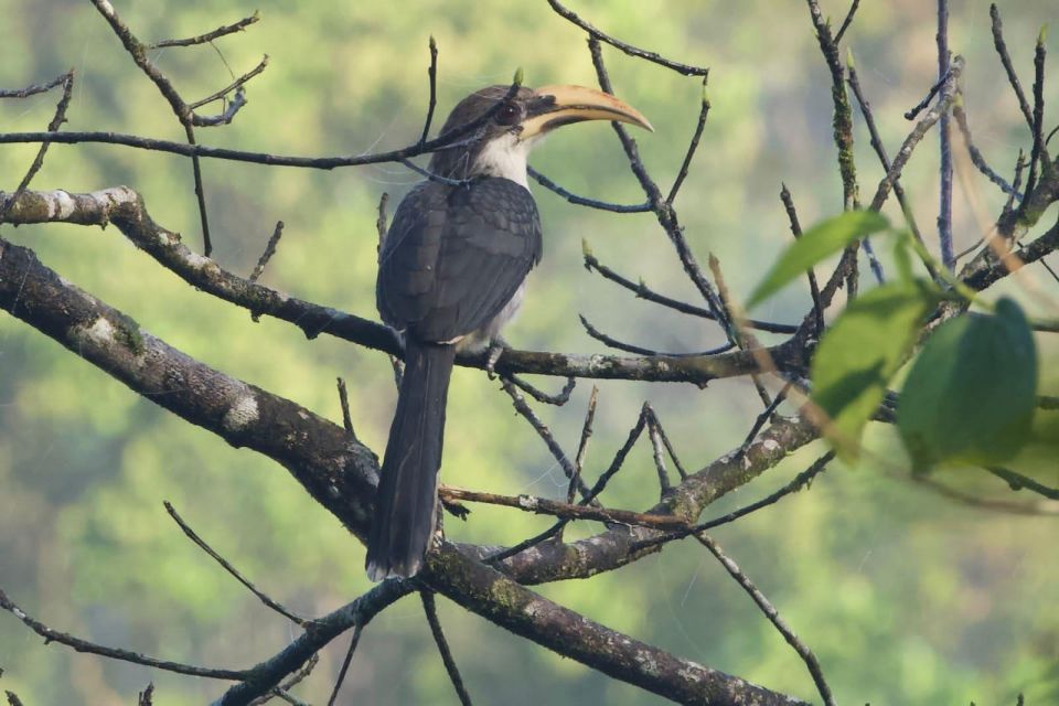 From Udawalawe:Sinharaja Rain Forest Private Day Tour - Frequently Asked Questions