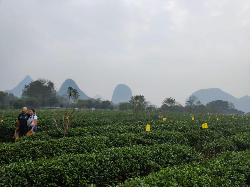 Guilin: Reed Flute Cave and Tea Plantation Private Tour - The Sum Up