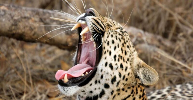 Hambantota Port: Yala National Park Safari Shore Excursion - Customer Feedback