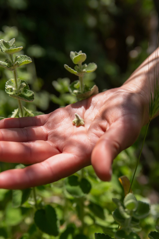 Herbalism and Wildlife (Small Group Experience) - Frequently Asked Questions