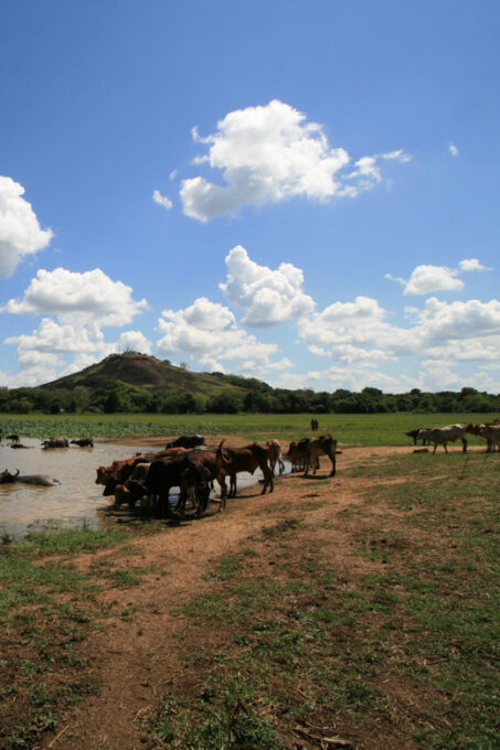 Historical Sri Lanka 5 Days Tour - Frequently Asked Questions