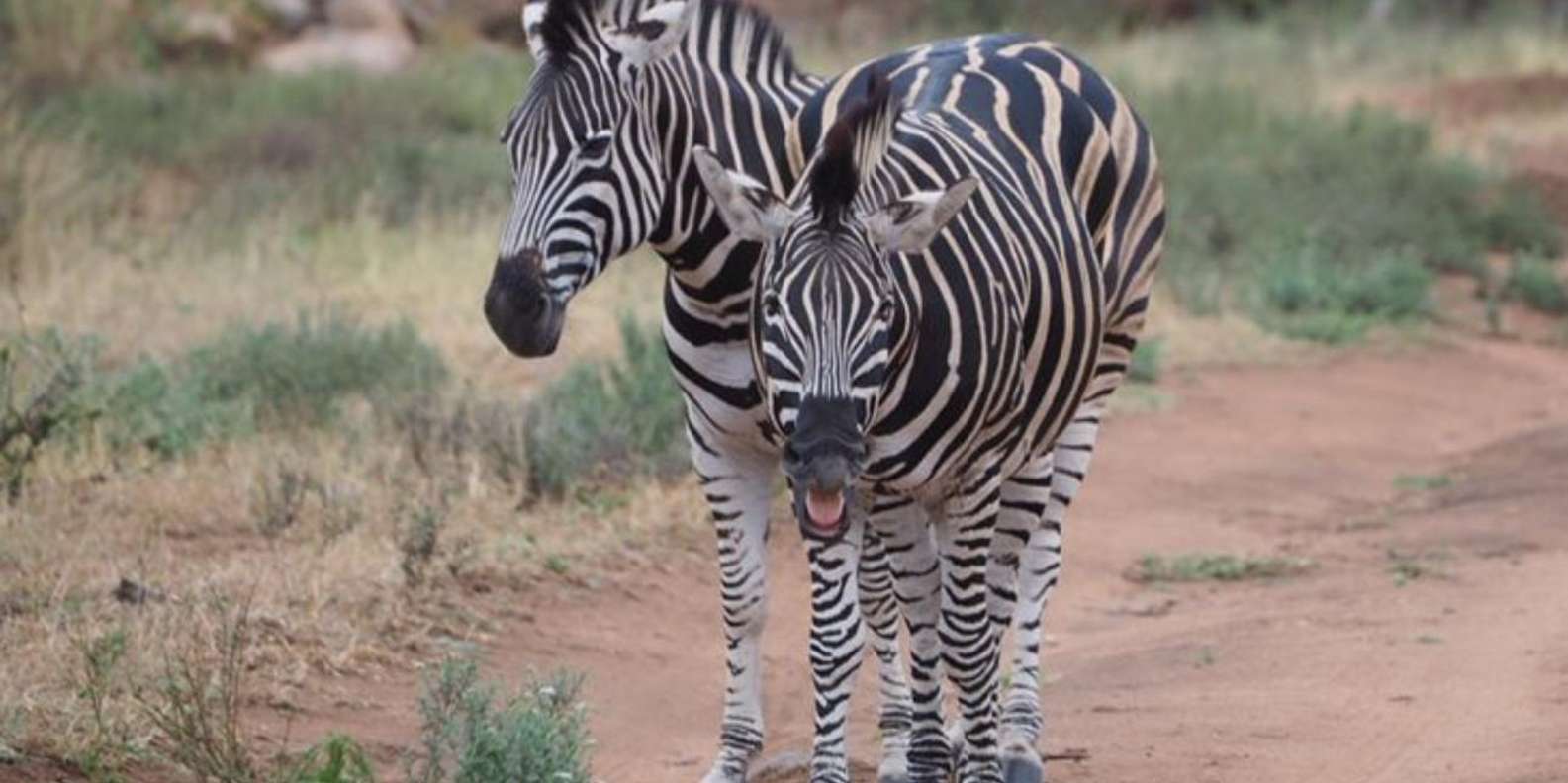 Hoedspruit: Evening Safari In Greater Kruger Private Reserve - The Sum Up