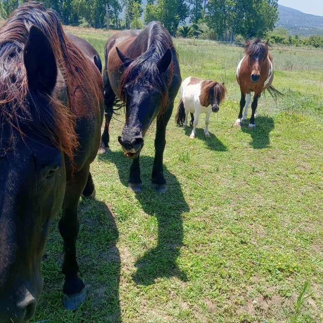 Horse Walking and Olive Oil Tasting - Frequently Asked Questions