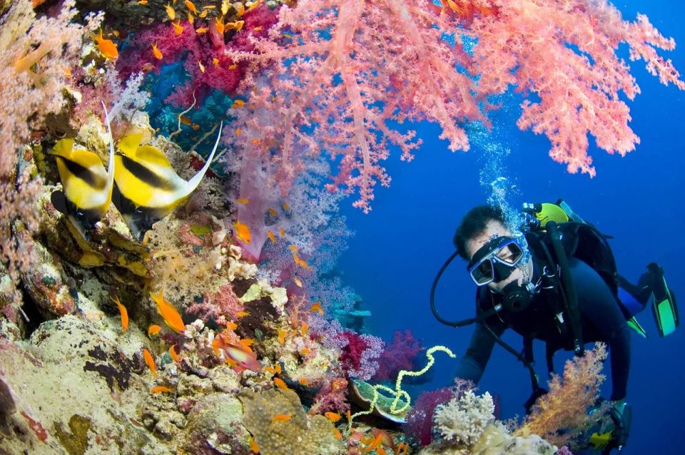 Hurghada Scuba Diving Trip With Pick-Up, Lunch - The Sum Up