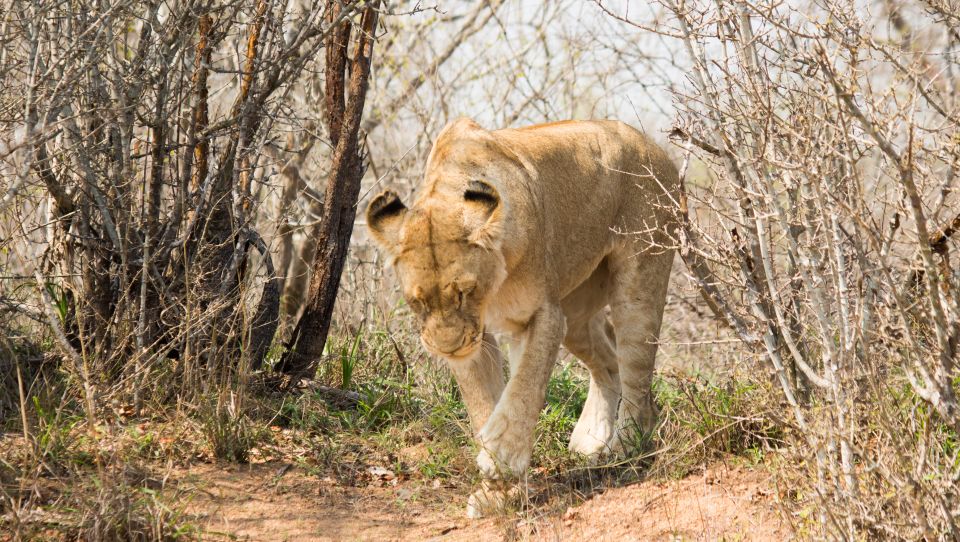 Johannesburg: 3-Day Classic Kruger National Park Safari Tour - Frequently Asked Questions