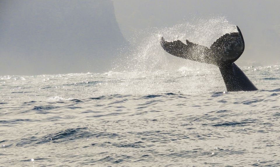 Knysna: Close Encounter Whale Watching Tour by Boat - Frequently Asked Questions