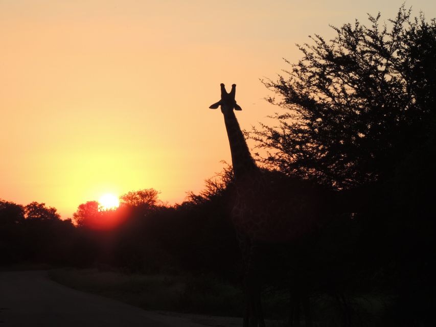 Kruger National Park: Wildlife-Watching Safari - Frequently Asked Questions