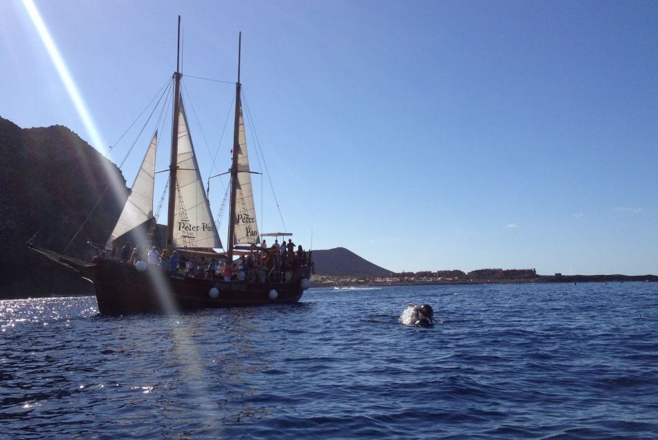 Los Cristianos: Whale-Watching Tour With Swimming Stop - Frequently Asked Questions