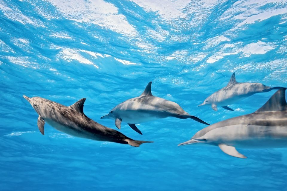 Makadi Bay: Dolphin Watching Boat Tour W/ Private Transfers - The Sum Up