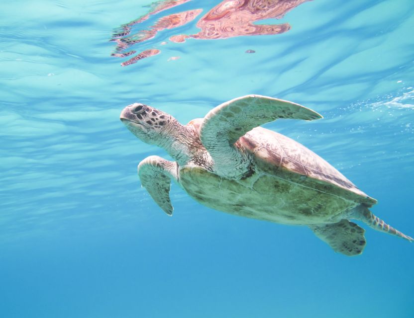 Marsa Alam: Snorkeling Boat Trip With Sea Turtles and Lunch - Frequently Asked Questions