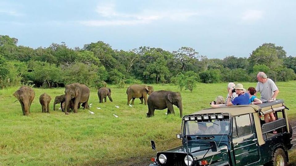 Minneriya National Park Private Safari Tour - Frequently Asked Questions