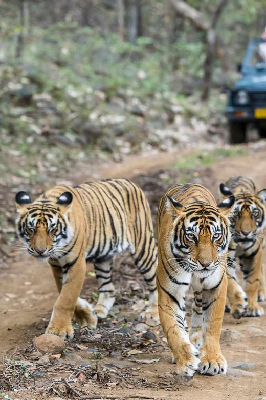 Panna and Pench Tiger Safari With Taj Mahal And Jaipur Tour - The Sum Up