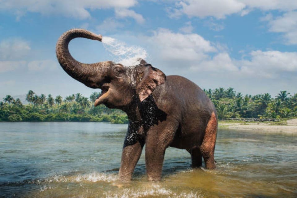 Periyar Wildlife Sanctuary Tour (02 Nights / 03 Days) - The Sum Up