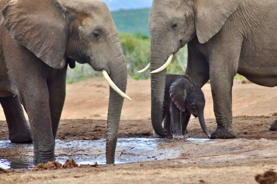 Port Elizabeth: Addo Elephant Park Full-Day Safari - Frequently Asked Questions