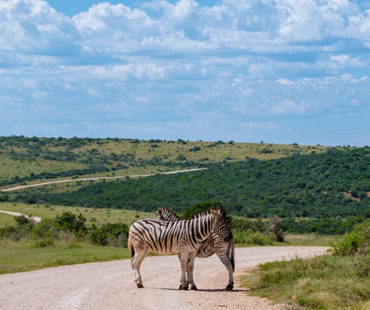 Port Elizabeth: Shore Excursion to Addo Elephant Park Safari - Highlights and Experiences