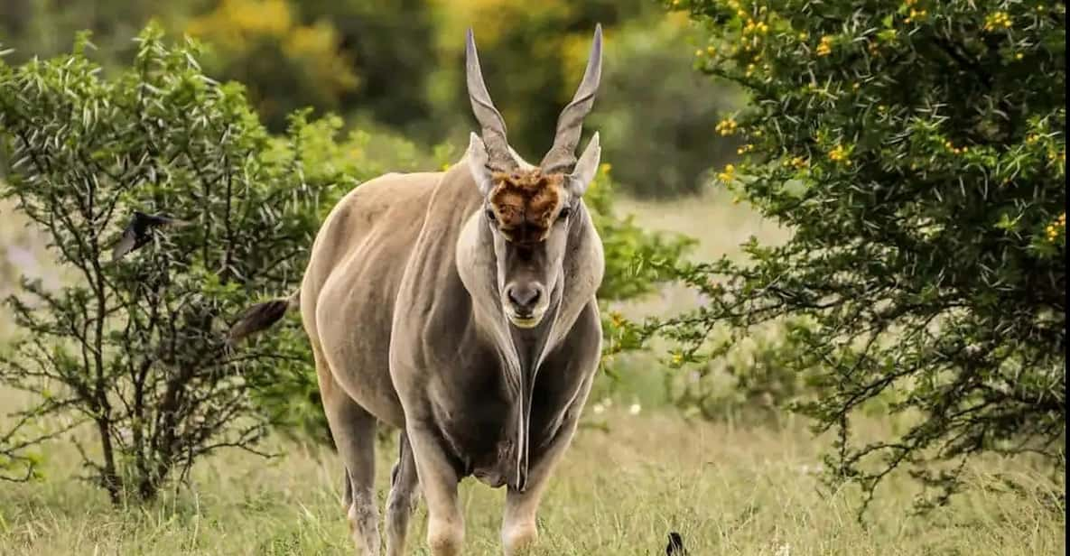 Port Elizabheth: Addo Elephant Park Private Safari - The Sum Up