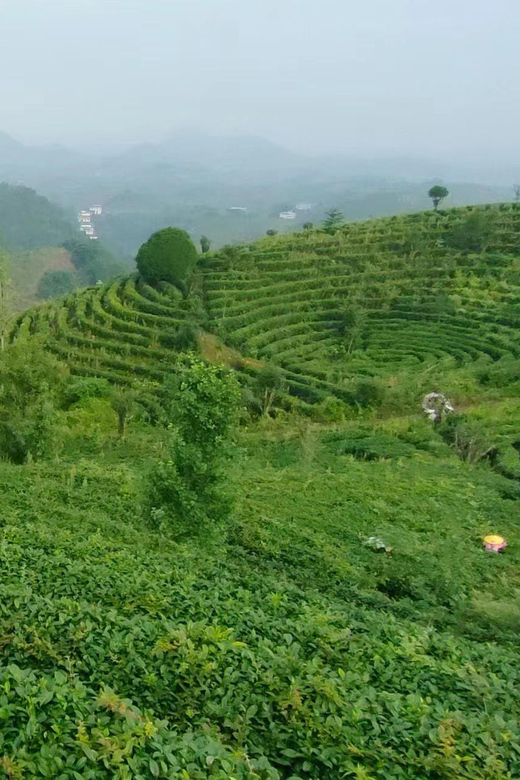 Qixianfeng Tea Plantation Tour in Yangshuo - The Sum Up