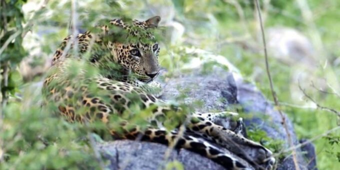 Safari Adventure: Yala National Park Afternoon Expedition - Frequently Asked Questions