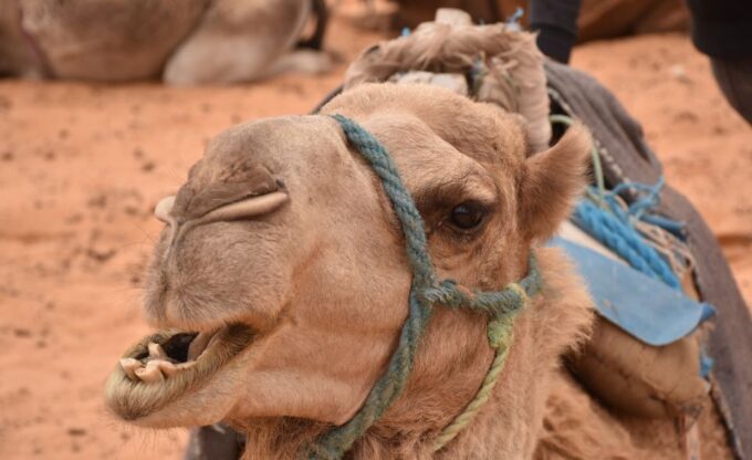Sahara Desert: 2-Day Tour With Food and a Night in a Tent - Frequently Asked Questions