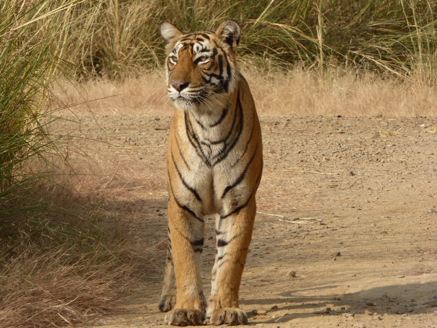 Sawai Madhopur: Ranthambore National Park Safari - The Sum Up