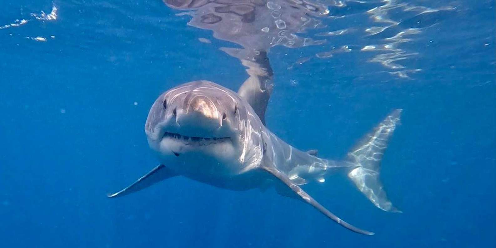 Shark Cage Diving With Transport From Cape Town - Good To Know