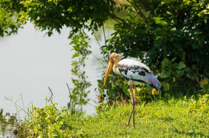 Sri Lanka: Western Province Highlights Day Tour and Safari - Frequently Asked Questions