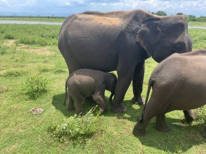 Udawalawa Safari Park and Transit Home From Tangalle - Frequently Asked Questions