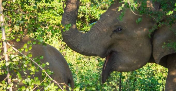 Udawalawe Safari | PRIVATE TOUR 🐘 - Frequently Asked Questions