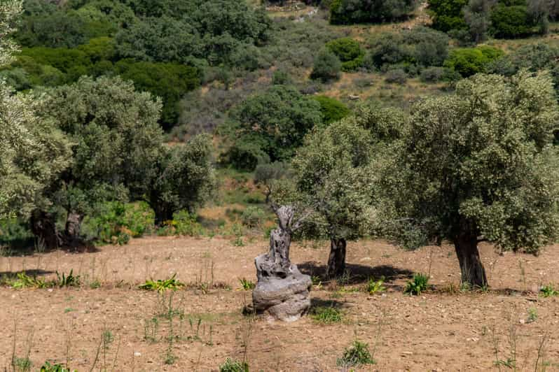 Walk Among the Olive Trees (Small Group Experience) - Frequently Asked Questions