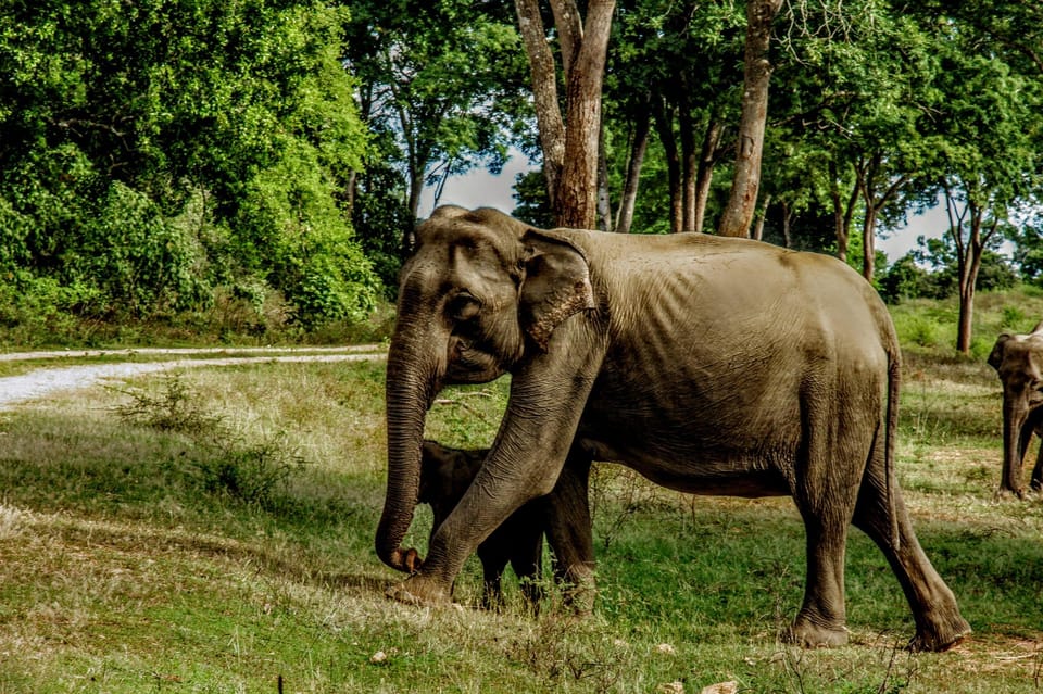 Wilpattu National Park: Morning Afternoon Safari (5h) - Frequently Asked Questions