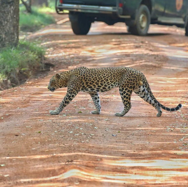 Wilpattuwa National Park Full/Half Day Private Safari - Frequently Asked Questions