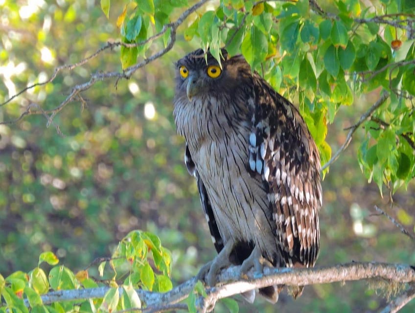 Yala National Park : 7 Hours & 12 Hours Leopard Safari Tours - Frequently Asked Questions