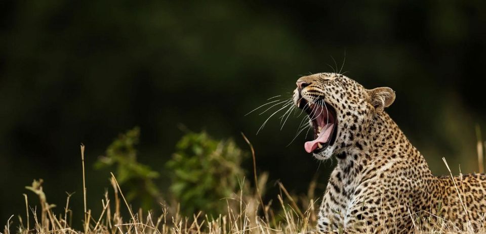 Yala National Park: Half Day or Full Day Leopard Safari Tour - Frequently Asked Questions