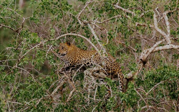 Yala National Park: Morning or Afternoon Game Drive - Frequently Asked Questions