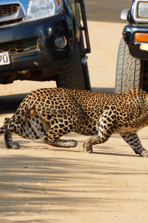 Yala National Park Morning Safari: 7 Hours Tour - Frequently Asked Questions